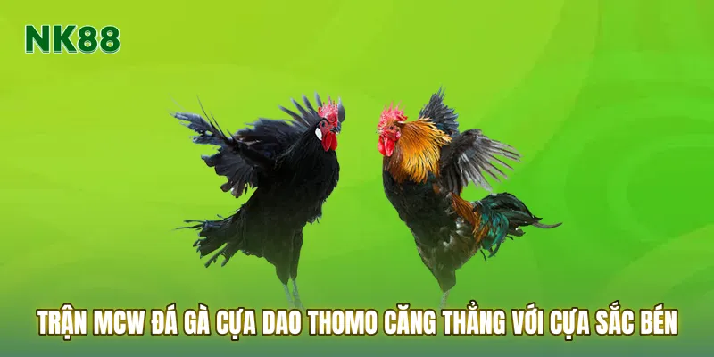 Trận Mcw đá gà cựa dao Thomo căng thẳng với cựa sắc bén
